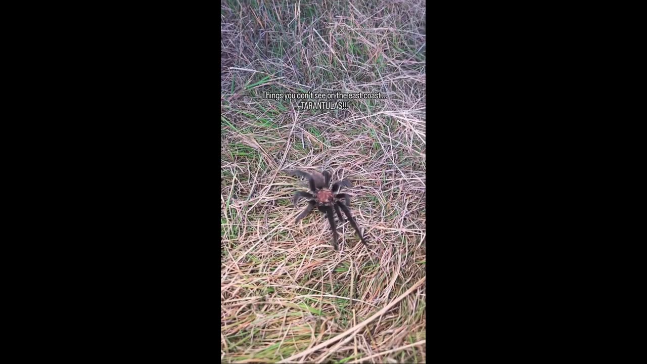 Things you don't see on the East Coast!