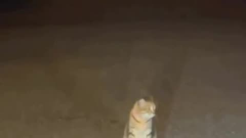 fight referee