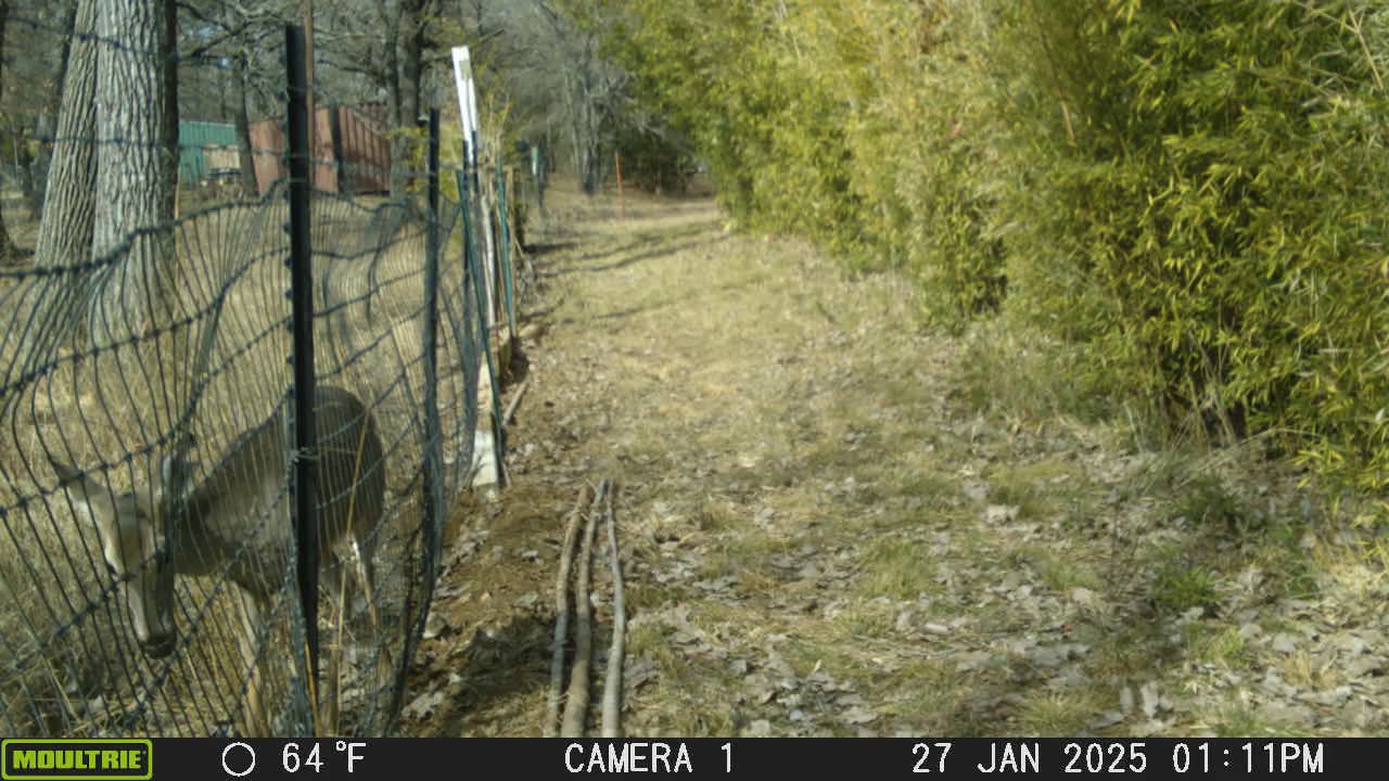 Deer Hanging out by camera?