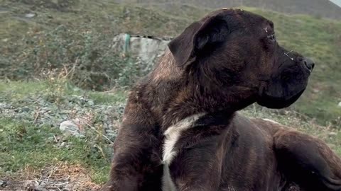 Daily Horoscope | Capricorn 🌟