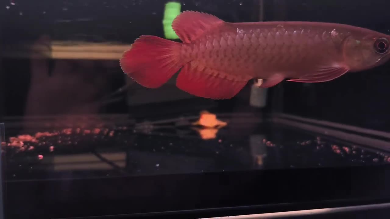 【龍爵士】 印尼紅 23公分