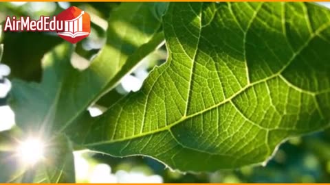 35 Beneficios de las Hojas de Higo