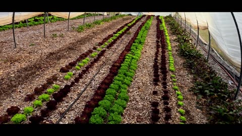 Farmers' Market Update & What's Growing 11-20-2025