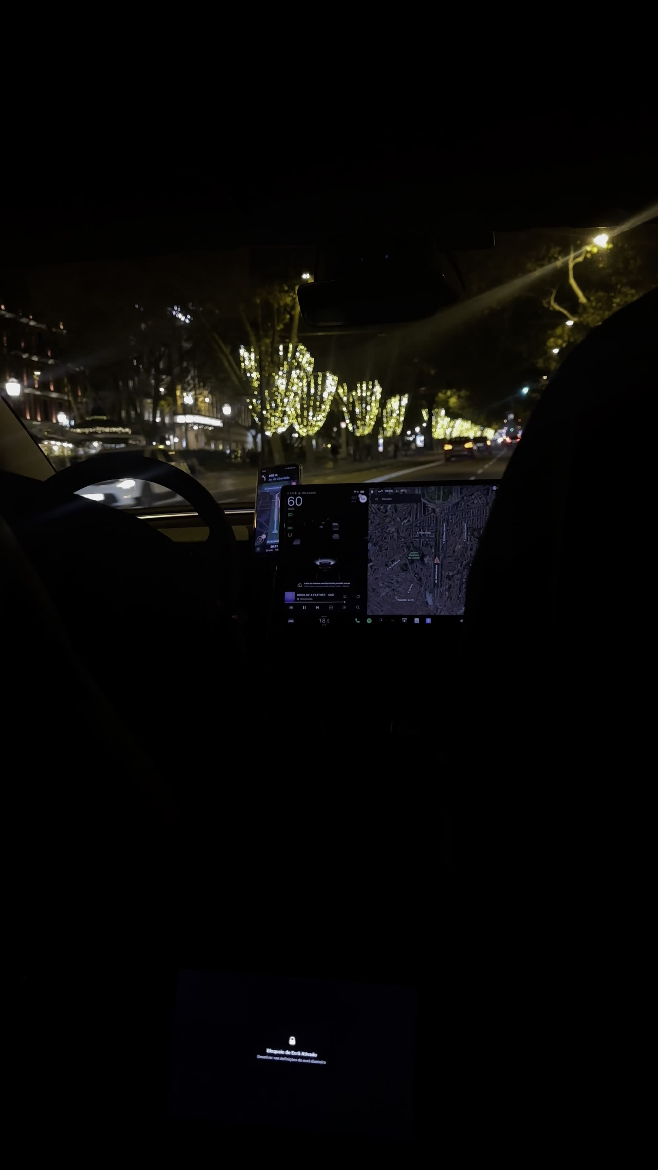 Australian cassowary bird