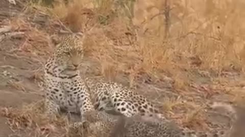 animals