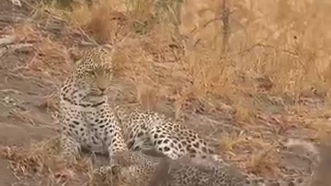 animals