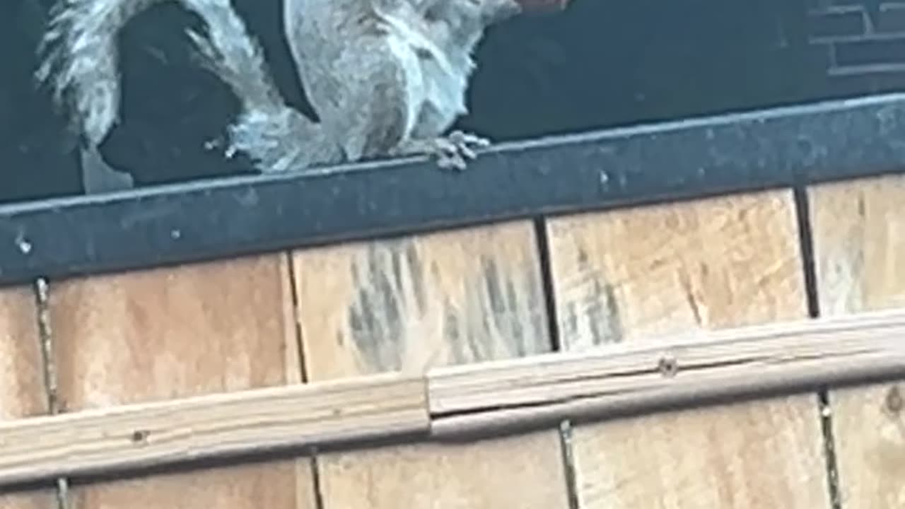 Squirrel Hits the Jackpot With a Chicken Wing