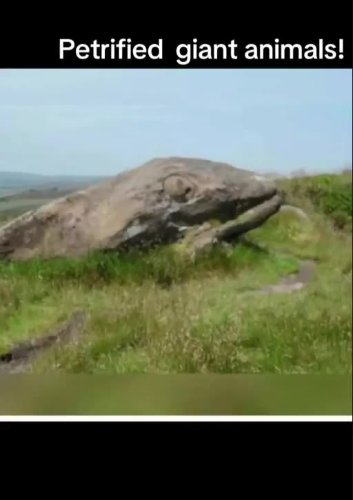 PETRIFIED GIANT ANIMALS