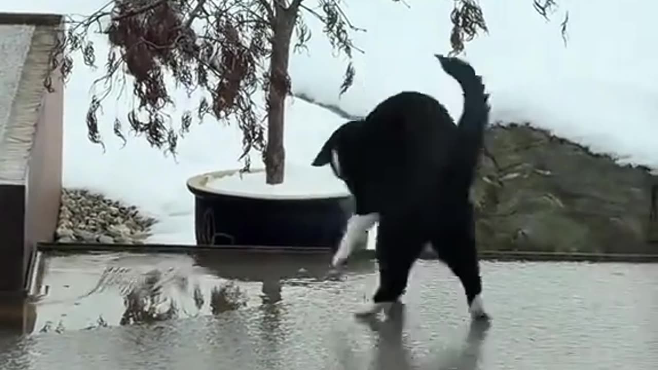 Cats being funny 🤣