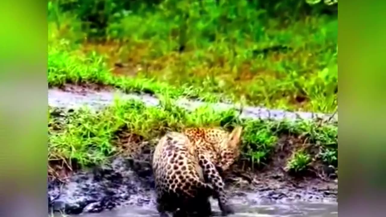 Animal funny videos😂😂😂