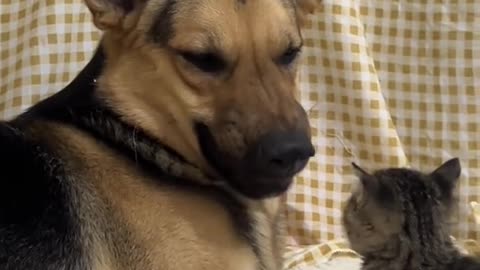 the cat kept harassing the dog and the dog was so mad