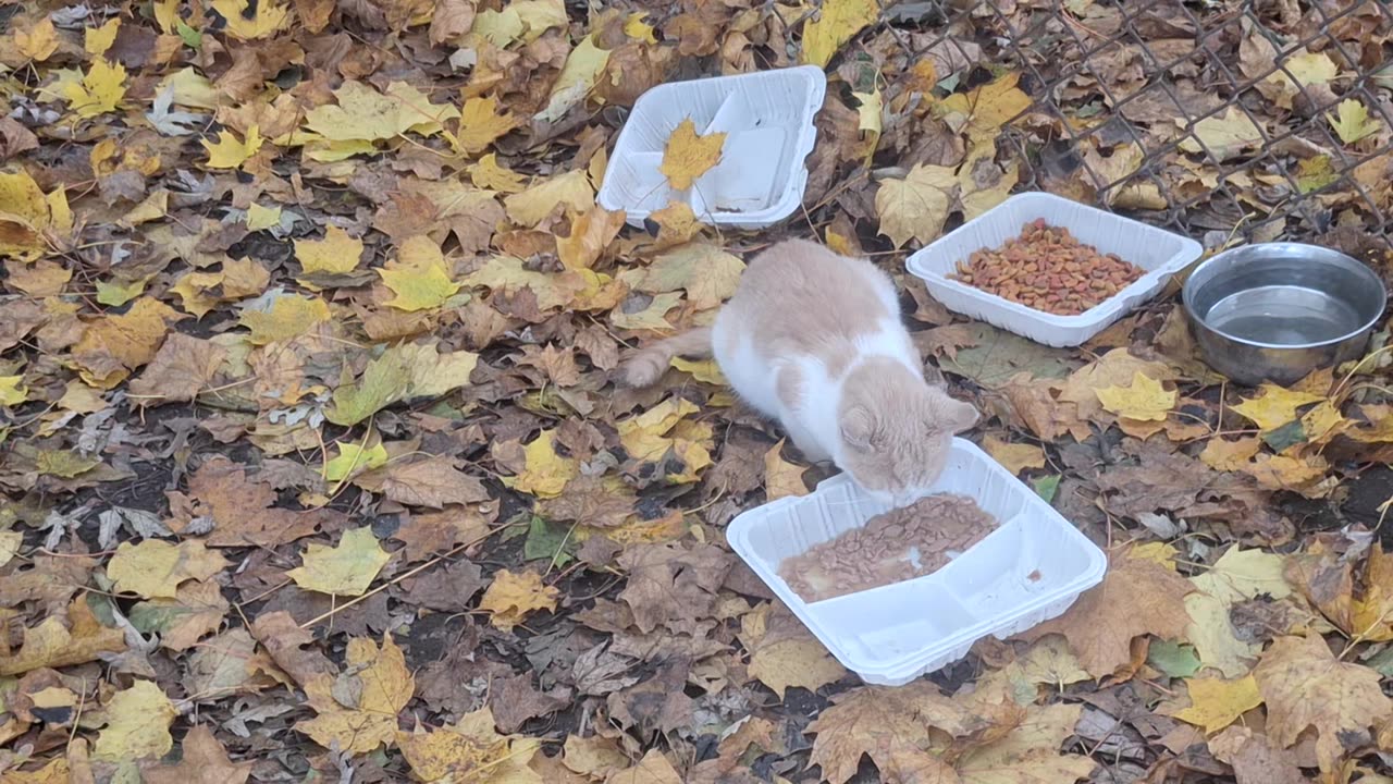 The kittens eating