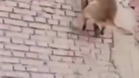 💋Super Fast and Athlete Belgian Malinois Dogs