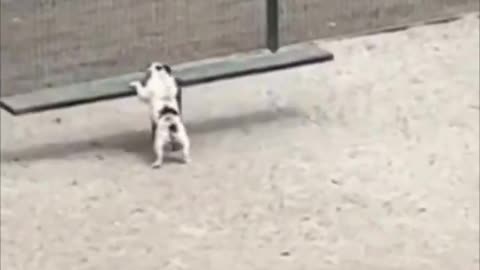 Dog having his own fun..