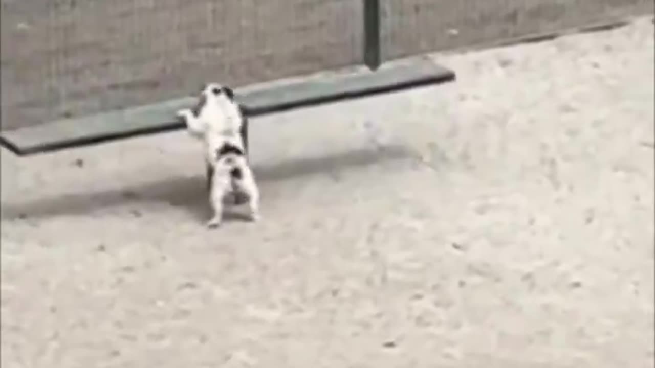 Dog having his own fun..