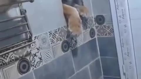 😱🐅 When a Tiger Tried to Enter Through a Tiny Hole! | TheHauntingHour