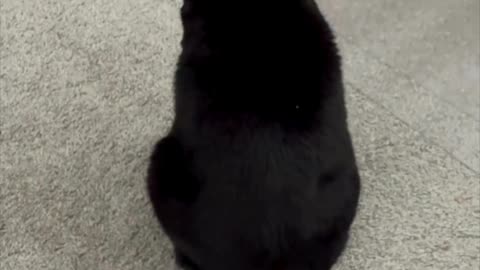 Cute Precious Piper Loves the Clean Office - My Adopted Shelter Cat Vlog #shorts