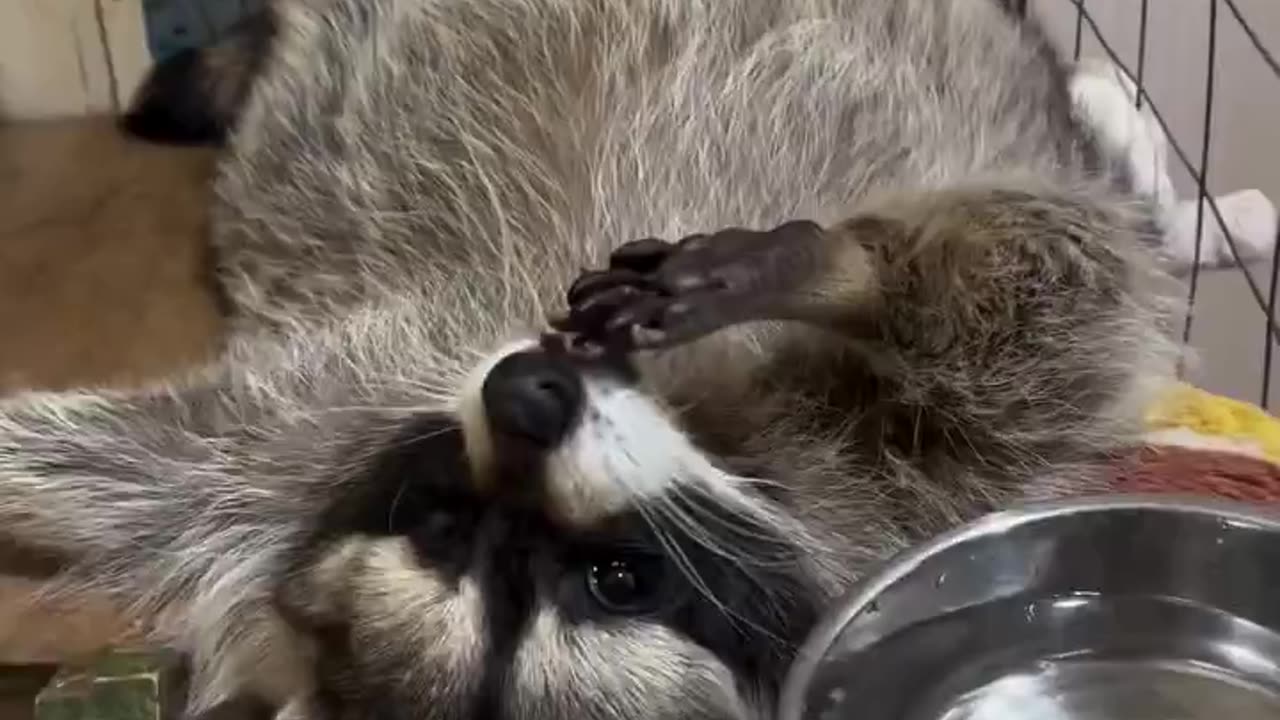 The trend has passed, but the chill raccoon has remained 🤣
