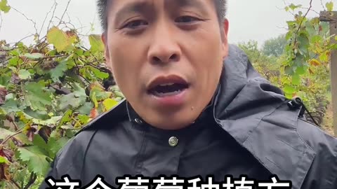 铁丝能让果树高产吗？是真是假？#果树种植 #葡萄种植 #葡萄施肥 #花芽分化 #果园管理