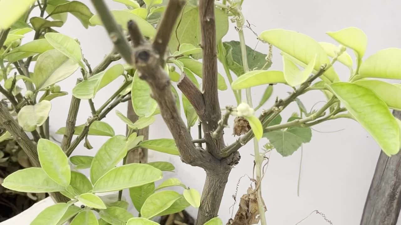 Bottle Gourd (Lauki) Vine Has Started Fruiting