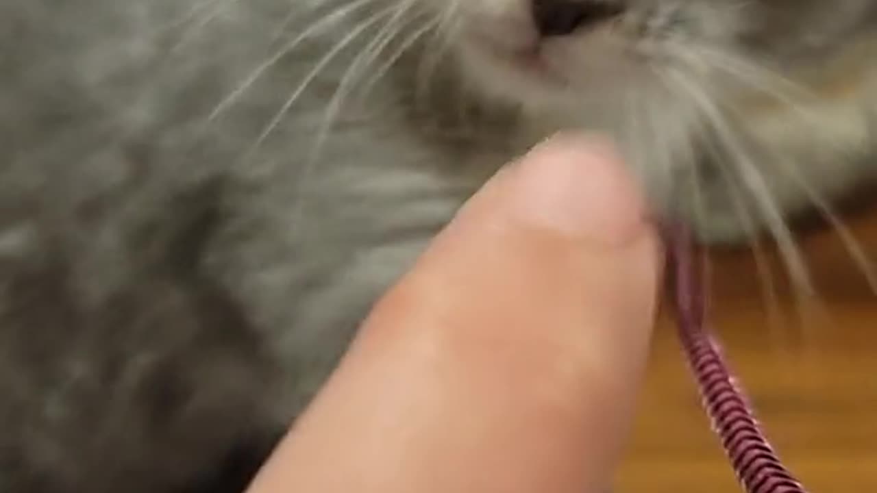 Pugsley Up to no good