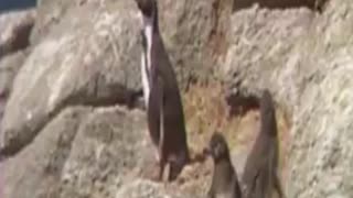 penguins