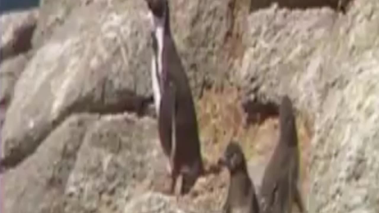 penguins