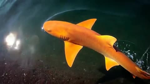 👀💥 You Won't Believe This Insane Orange Shark! | FeedMyCuriosity