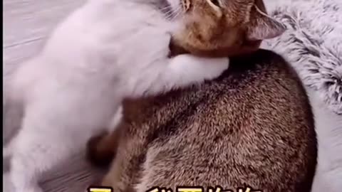 Funny Cat Video 36 - I miss my cat mom so much