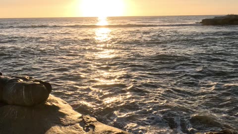 Ocean Pan View #beach #shorts #sandiego