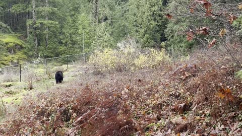 Ladies Make Conversation With Bear As They Back Away Off Bridge