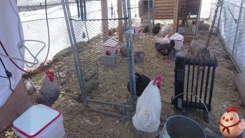 Chicken Live Stream