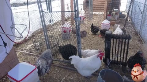 Chicken Live Stream