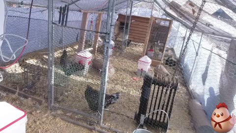 Chicken Live Stream