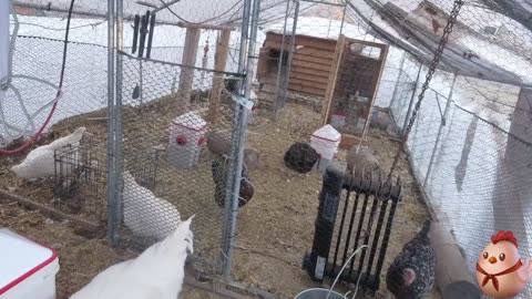 Chicken Live Stream