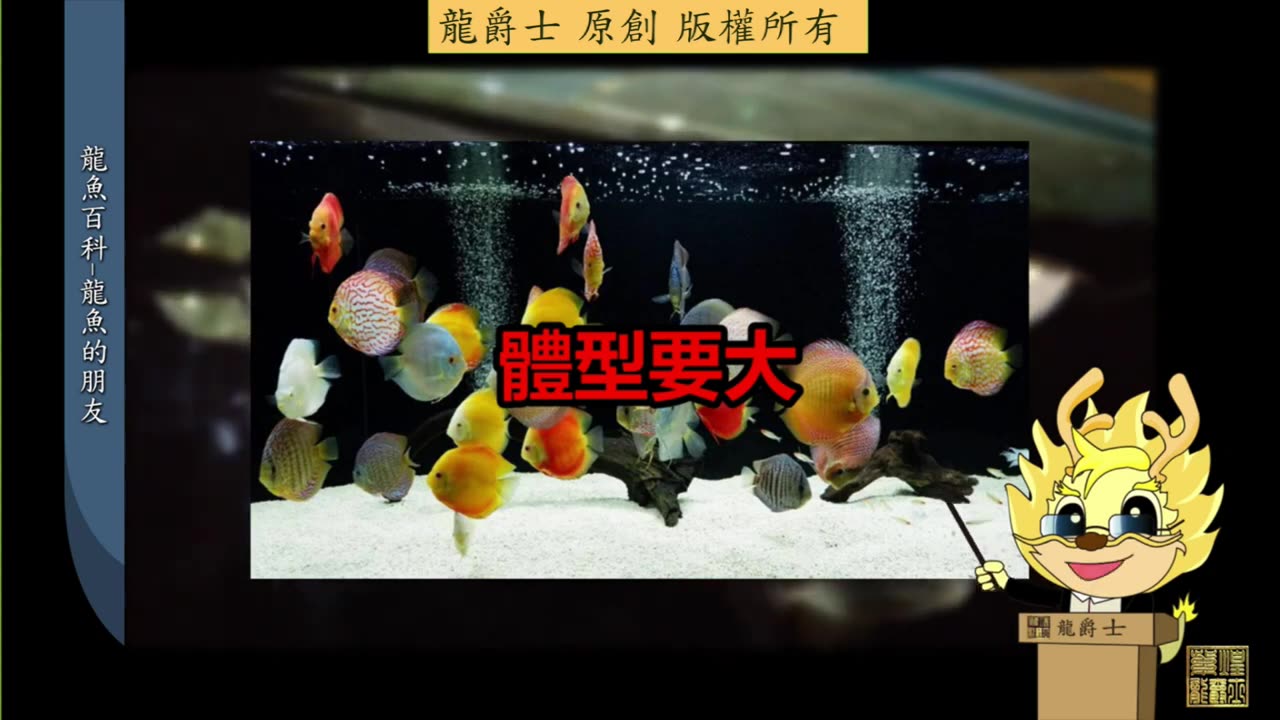 【龍爵士】龍魚百科 缸友