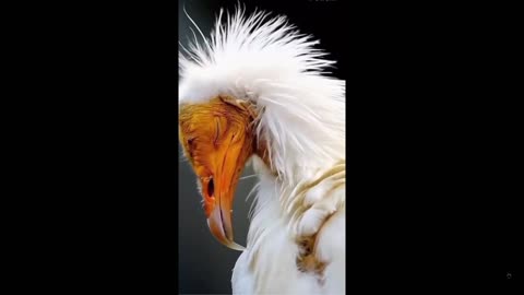 If you like birds - check this out - Closer look at some amazing birds