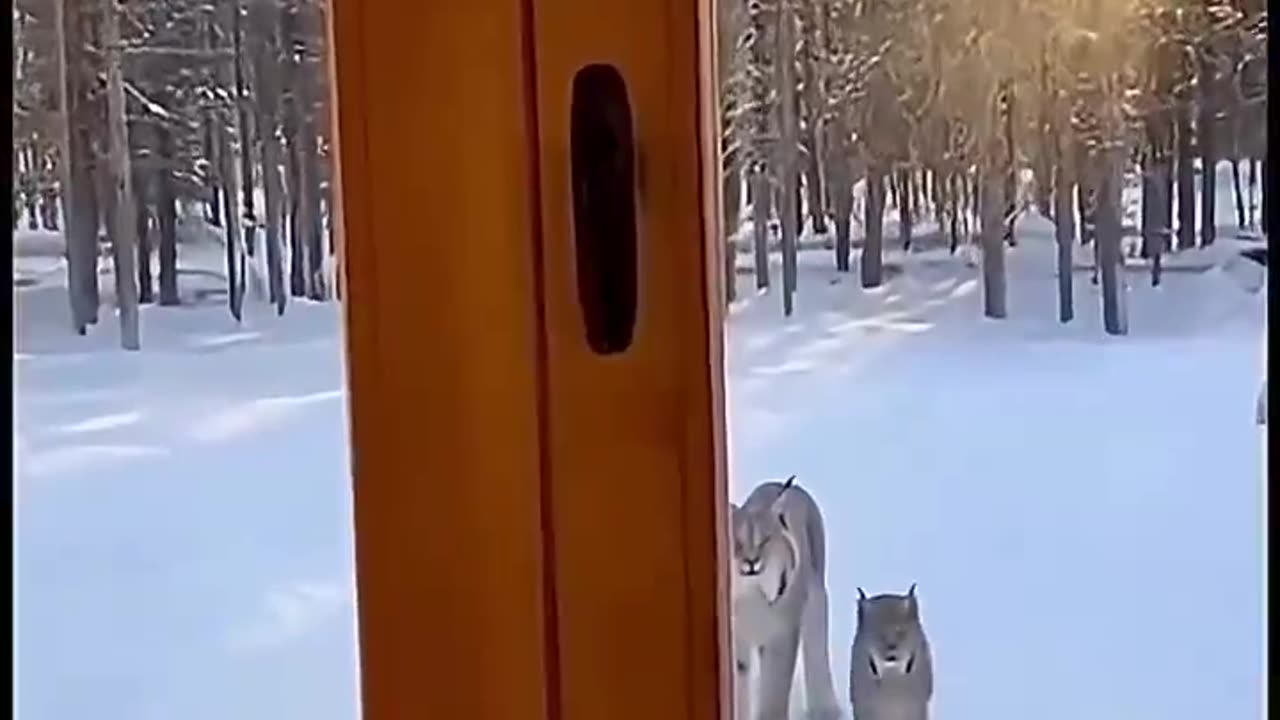 Woe Day 61. I am in the ark. Waiting for GOD to open the Door for a spring/summer Pentecost rapture