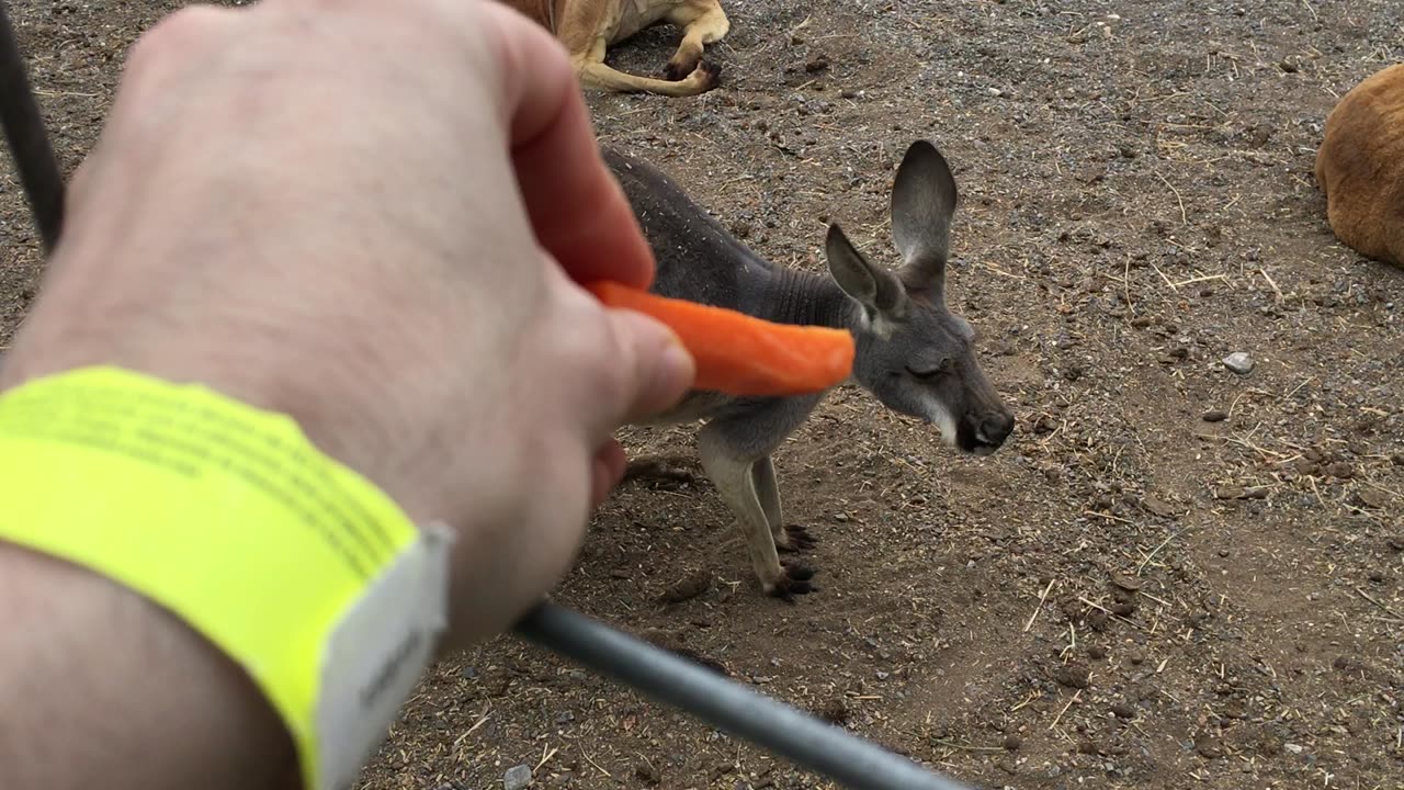 Xenpal Zoo, Safari, & Ziplines 4 (Garcia, Nuevo Leon, Mexico)