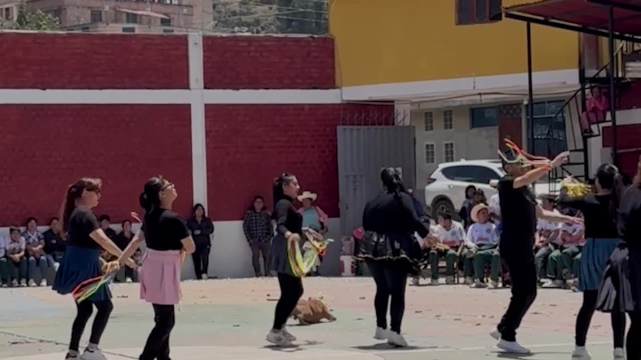 Dog Joins In On Colorful Dance