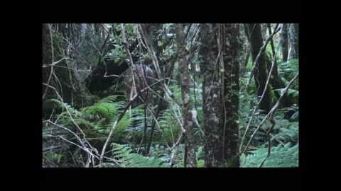 Roar hunting red stags