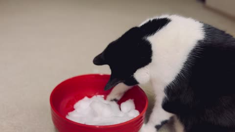 Mozzie (kitty playing with last of the snow)