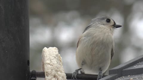 Tufted Titmouse