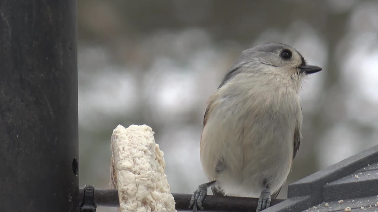 Tufted Titmouse