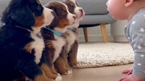 Puppy and baby funny video, motivation, goviral, foryou