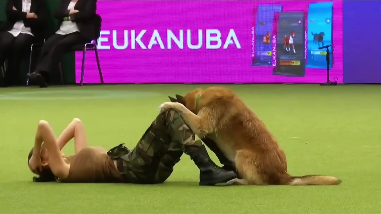 incredible dog