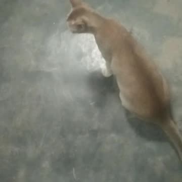 village cat is funny sound