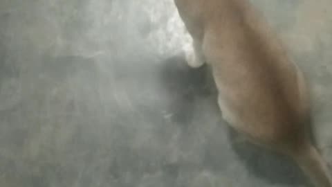 village cat is funny sound