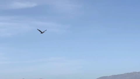 Beyond Human Chemistry: Your Body's Electric Signals, Parasites and Healing Your Biofield