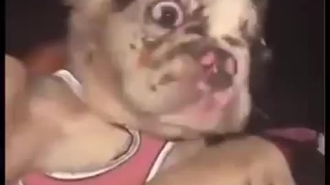 Dog Got The Stash